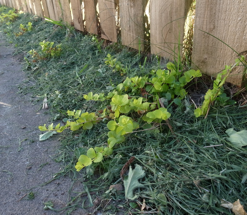 border between slabs and a fence with plants growing through grass mulch